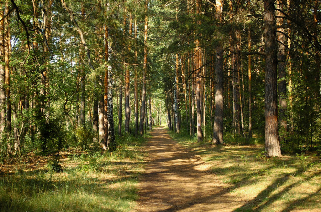 Forest Area in Ontario